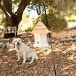 Best 5 Anti Bark Birdhouses For Dog Barking Control Reviews
