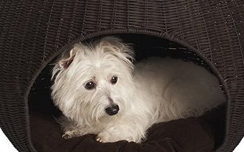 The Refined Canine Igloo Deluxe Pet Bed review
