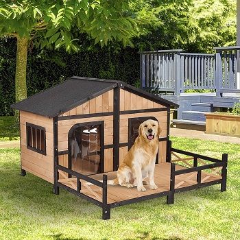 dual dog house
